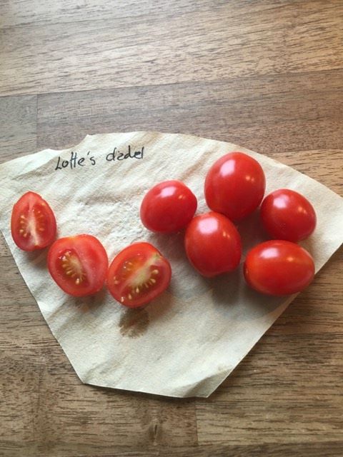 Lottes røde dadel tomat